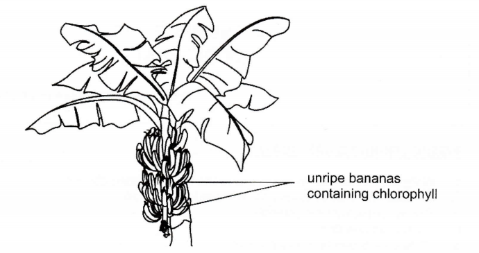 A banana plant with a bunch of unripe bananas containing chlorophyll