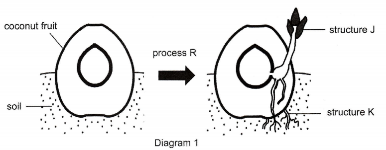 Diagram 1 showing a coconut fruit in soil with process R producing structure J (shoot) and structure K (roots)