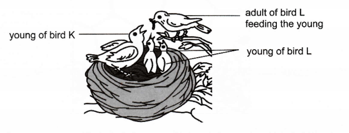 Adult of bird L feeding the young of bird K and the young of bird L in the nest