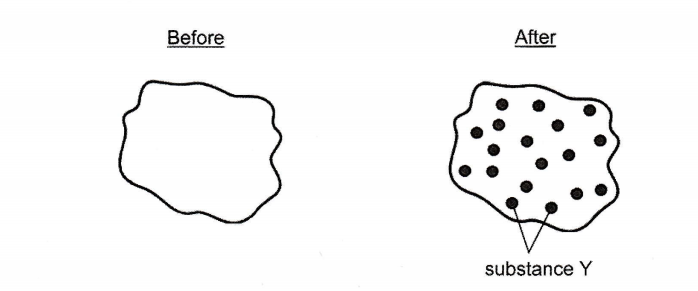 Two drawings of an animal cell: Before shows an empty cell, After shows the same cell containing many small dots labelled substance Y.